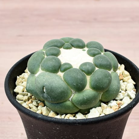 コリファンタ 刺無象牙丸 【カキ仔】RFHK-300