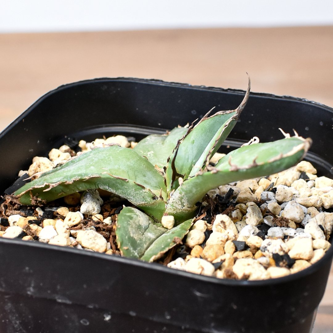 アガベ チタノタ 