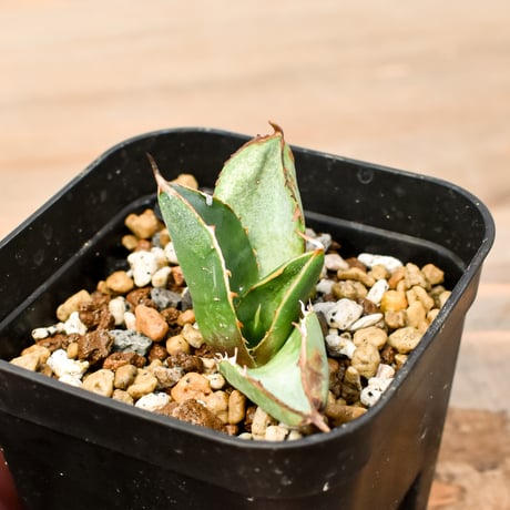 選抜アガベ | STORES