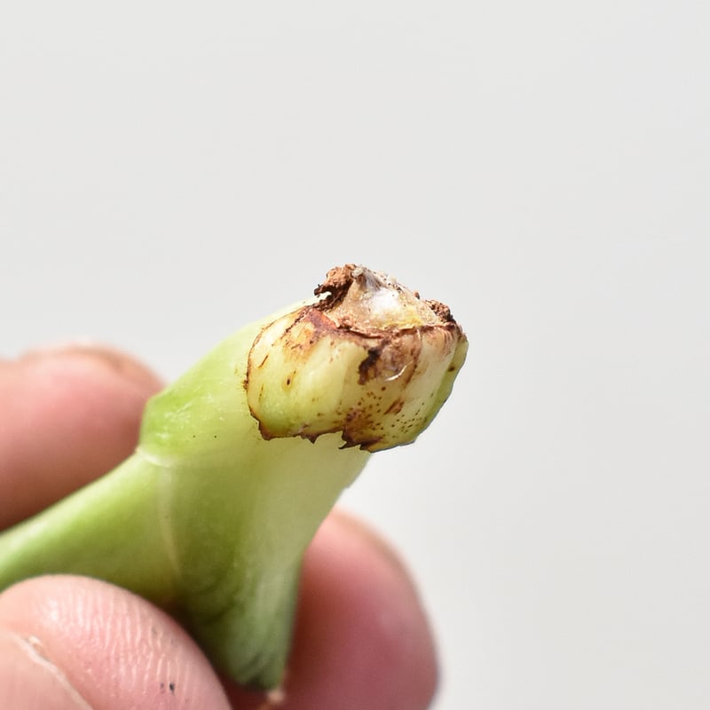 アガベ チタノタ 