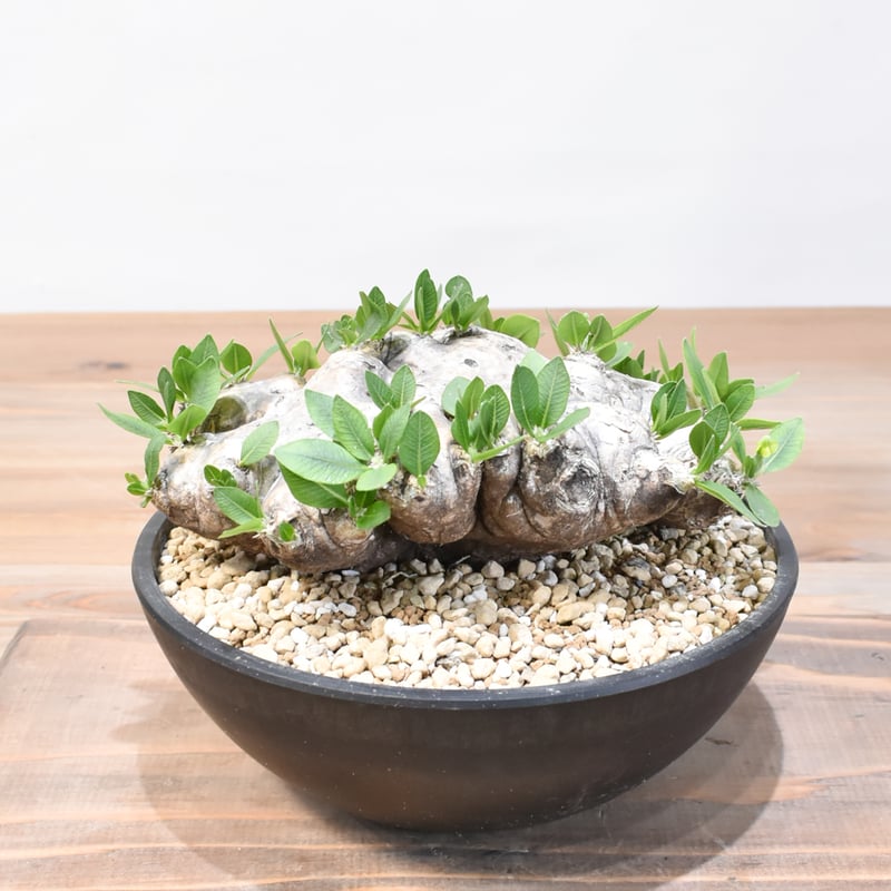 パキポディウム ブレビカウレ 