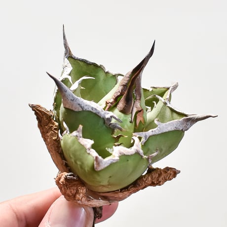 CATEGORY アガベ チタノタ 蠻牛 | RAFLUM / ラフラム｜東京、大阪の