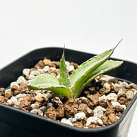 エボリスピナ・コミフォラグイドッティ 現地球 エボリスピナ・コミフォラグイドッティ 現地球 コミフォラグイドッティ