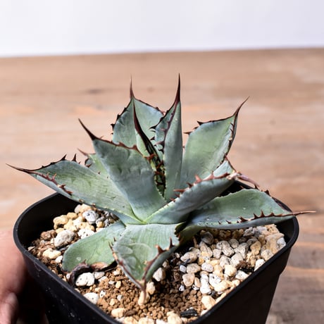 アガベ ハイブリット （パラサナ、イシスメンシス）× 曙光【台湾botanical_seeker産】G RF25011567