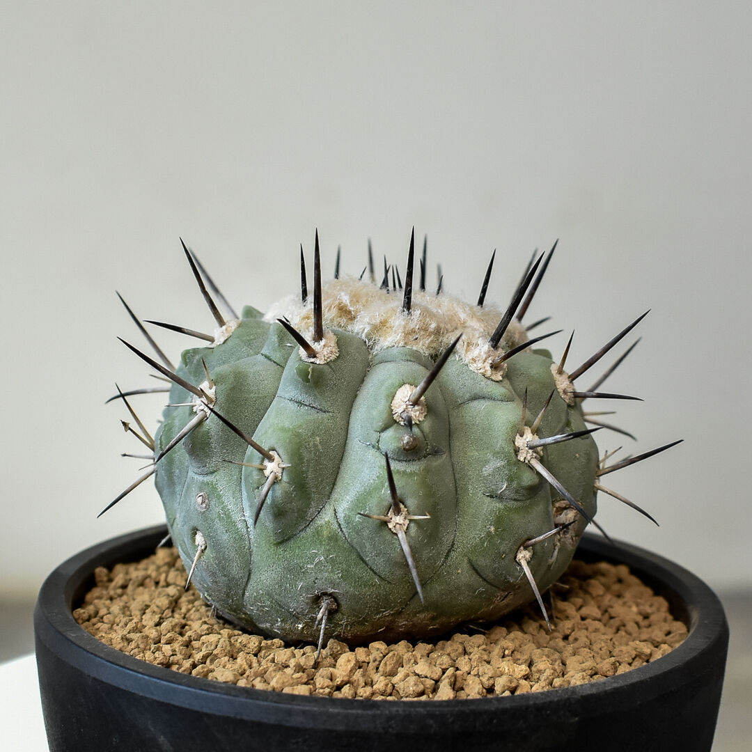 ▲Copiapoa cinerea コピアポア・シネレア 黒王丸 実生13500