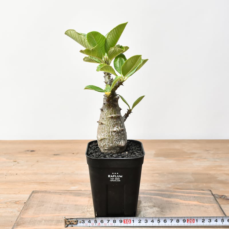 パキポディウム・ウィンゾリー実生25-5