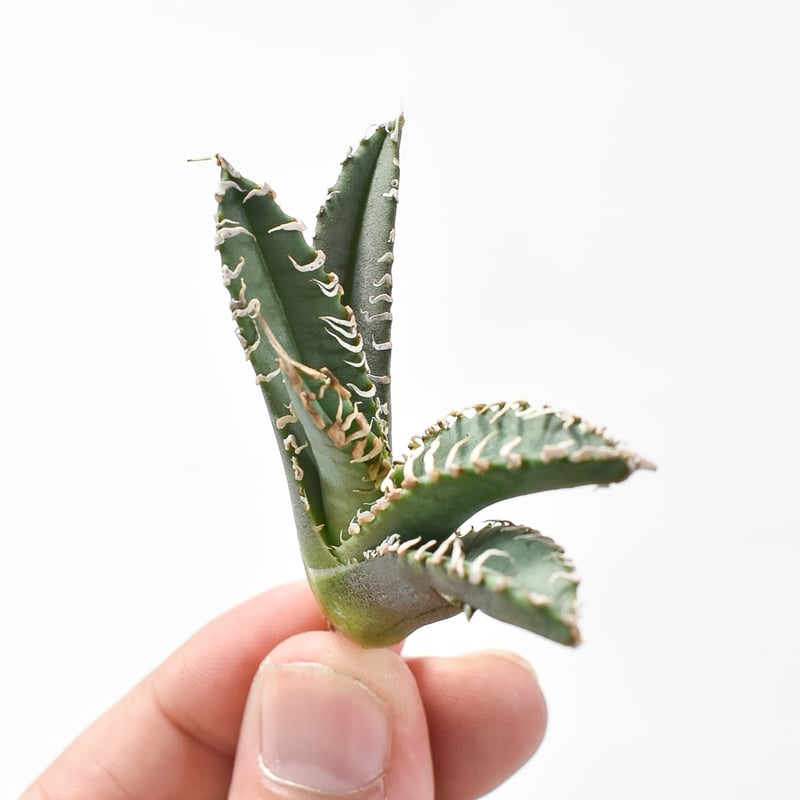 アガベ チタノタ ゴジラ 