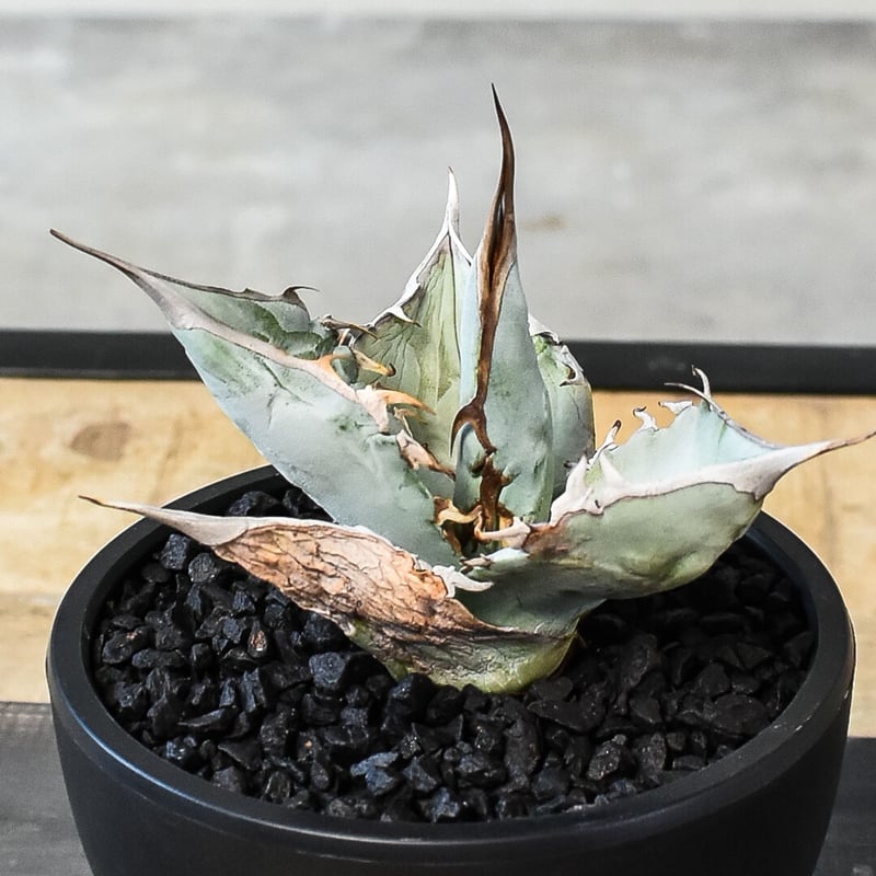 アガベ チタノタ ホワイトアイス （発根済み）RF231450 | RAFLUM