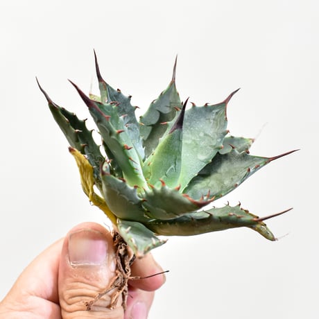 アガベ hybrid イシスメンシス×エボリスピナ/甲蟹X妖炎 【台湾 dragon agave産/抜き苗販売/子株】RFDG25011209