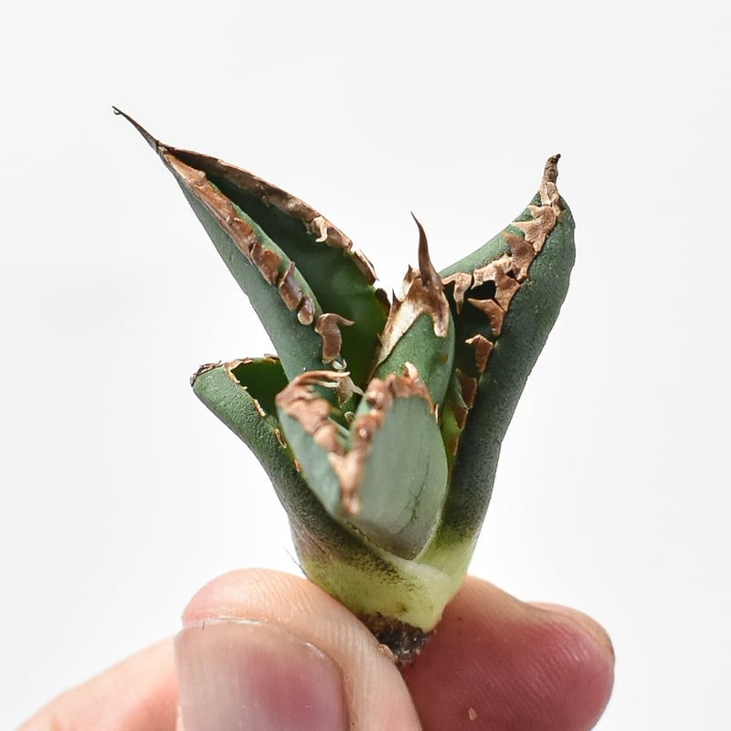 アガベ チタノタ 