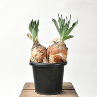 塊根植物:チレコドン・レティキュラーツス/万物想　(現地球、発根済み) チレコドン レティキュラーツス 