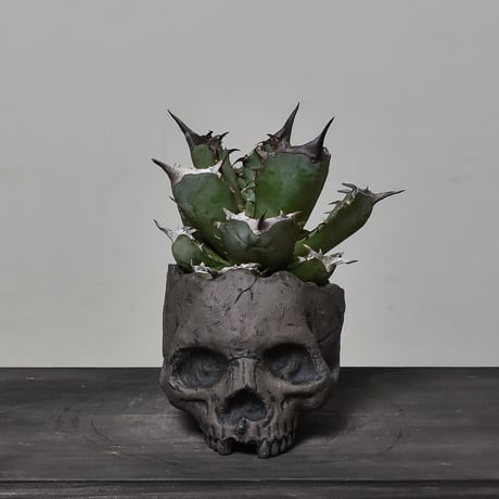 Matasuke Tatsumi（TEATOYA'S GALLERY）【Skull pot Black】type A