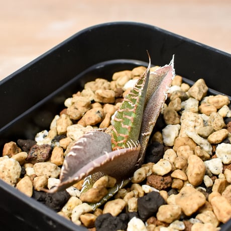 【RAFLUM育成株 5個セット】アガベ Mexico oteroi seeding / オテロイ実生 メキシコ産 【RAFLUM産/実生/子株】B