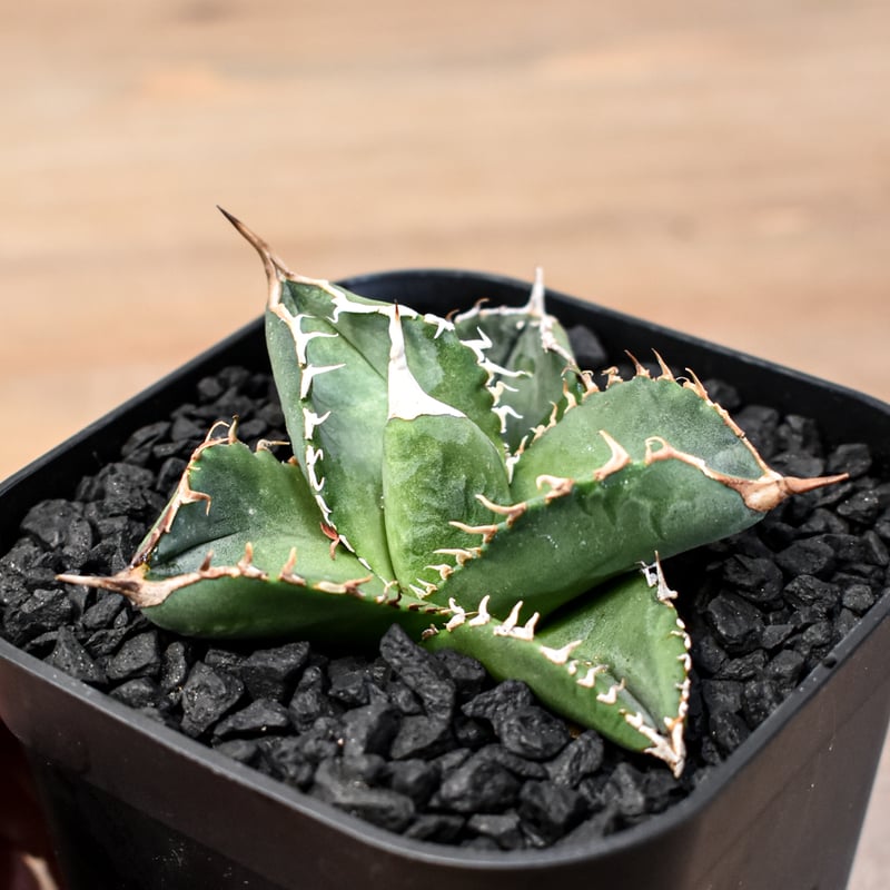 アガベ チタノタ 