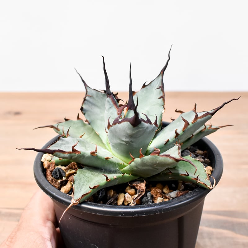 アガベ hyb ハイブリッド 妖帝 妖炎×ハデス 抜き苗発送 アガベ ハイブリット 象牙妖炎×黑帝斯 / エボリスピナ×ハデス 