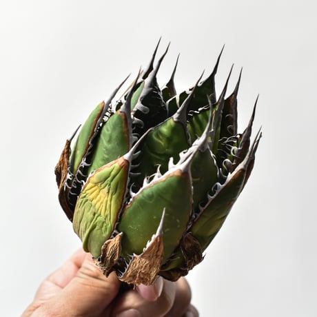 アガベ 精品ホリダ "精品狂刺霍利達"【台湾 dragon agave産/中株/抜き苗】A93