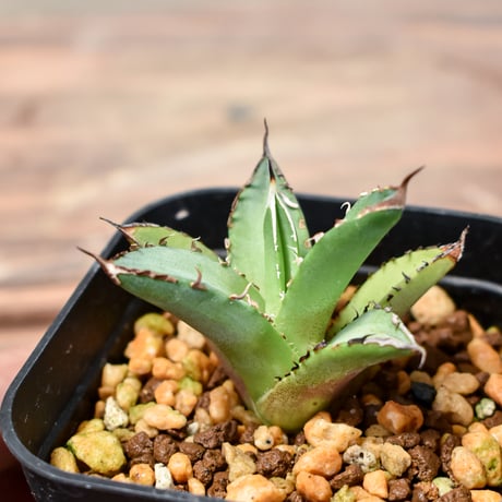 アガベ チタノタ dennis040 キングアーサー 亞瑟王② アガベ キング