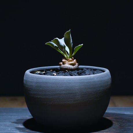 CATEGORY へレイ | RAFLUM / ラフラム｜東京、大阪の塊根植物