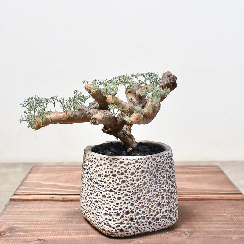 モンソニアムルチフィズム 【公式通販】