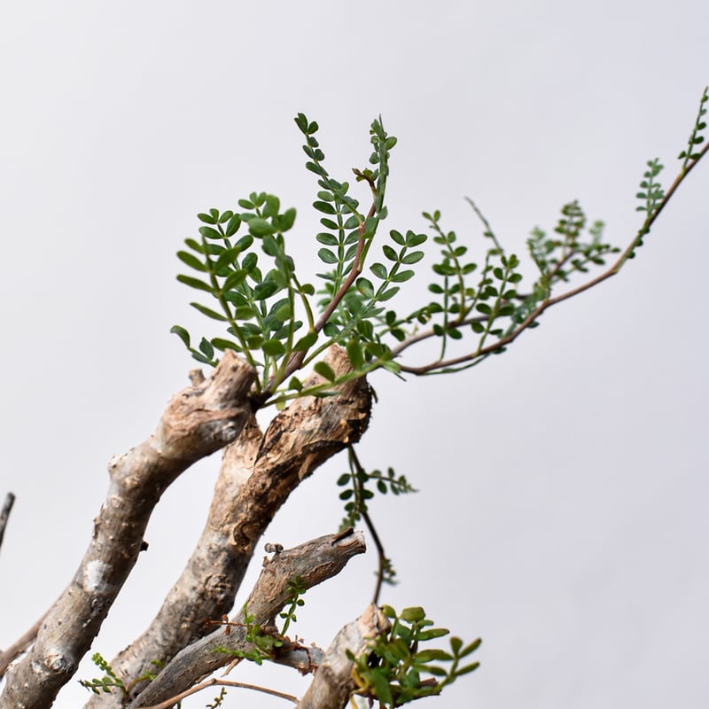 パキプス　大株 大株 オペルクリカリア パキプス φ 15cm［No.44］ × 根本峻吾 作 S.N