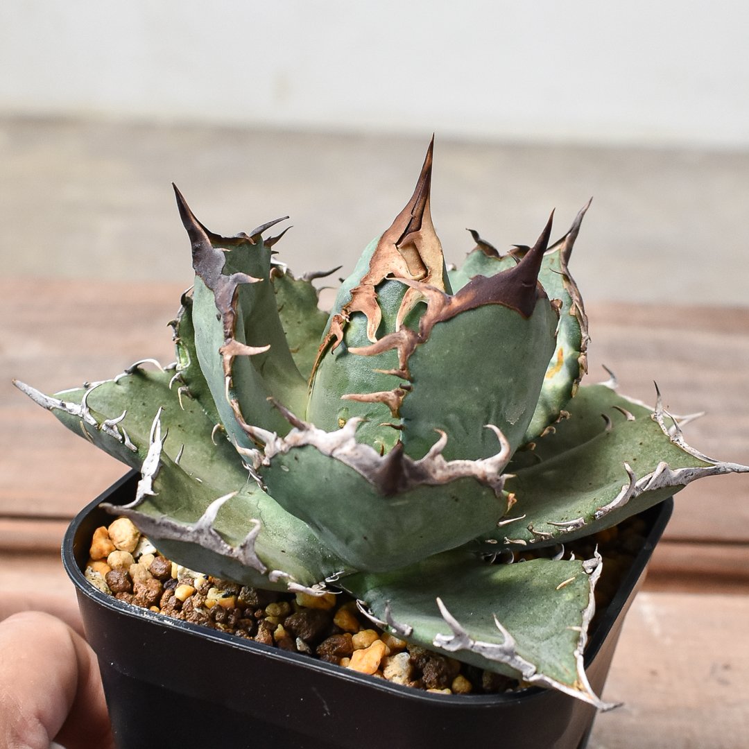 アガベ チャム chum イラン株 【公式通販】