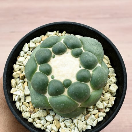 コリファンタ 刺無象牙丸 【カキ仔】RFHK-300