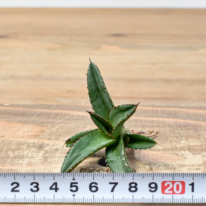 アガベ Dennis ハイブリッド 姬嚴龍x笹之雪 【台湾DENNIS産/抜き苗