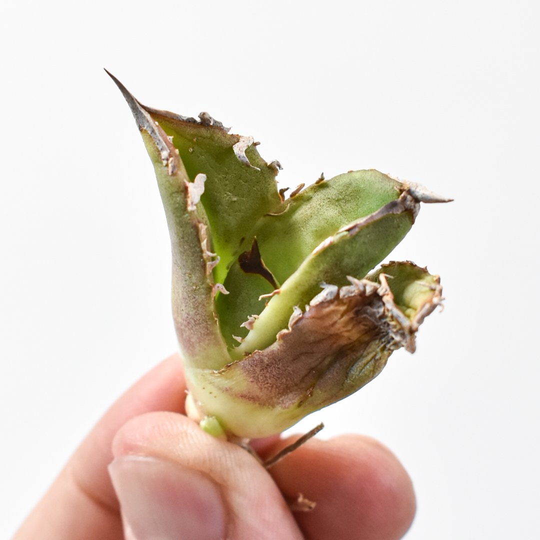 アガベ チタノタ 