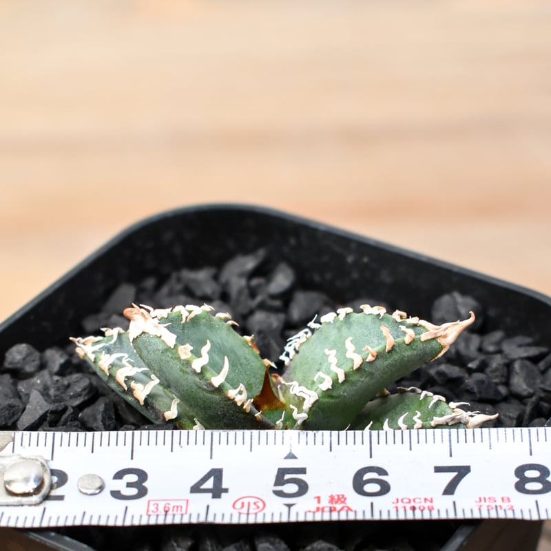 アガベ DENNIS ゴジラ 