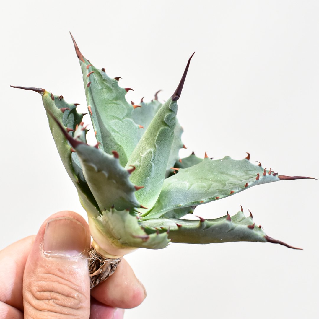 アガベ hybrid イシスメンシス×エボリスピナ/甲蟹X妖炎 【台湾 dragon