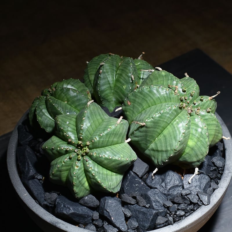 ユーフォルビア・バリダ 多頭 / 4頭 