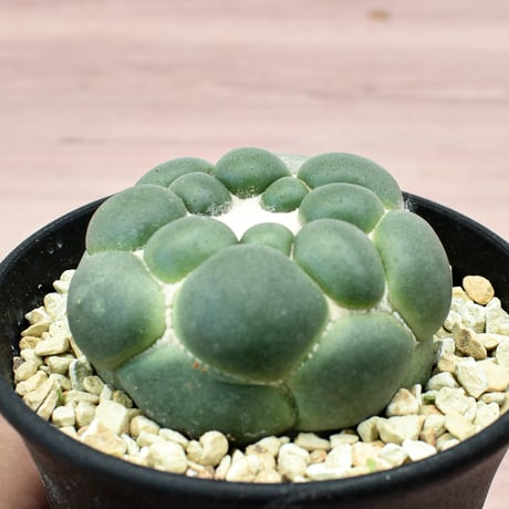 コリファンタ 刺無象牙丸 【カキ仔】RFHK-301
