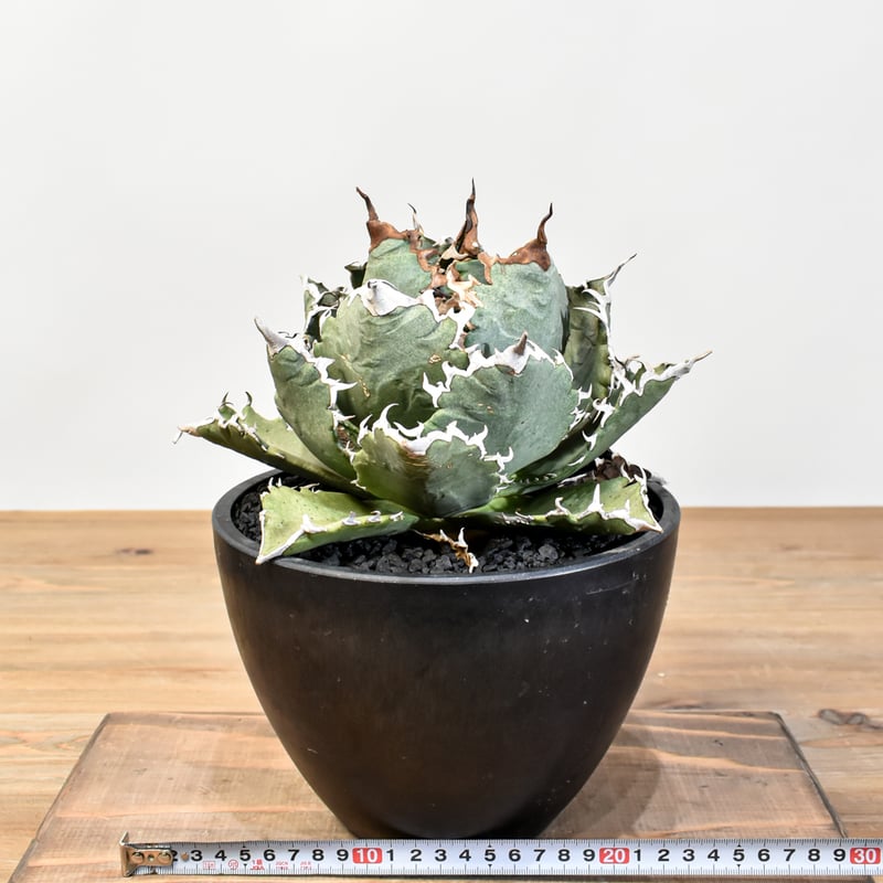 アガベ チタノタ ソーラーエクリプス 