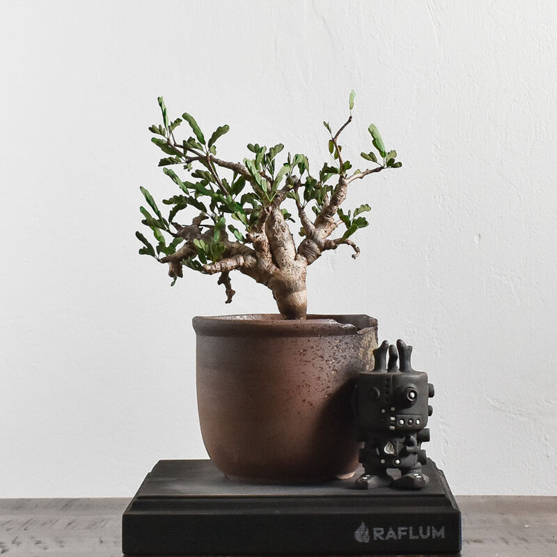 ピロ‼️激ジブ！作家鉢付！センナメリディオナリス 現地球 盆栽仕様 パキプス ピロ‼️激ジブ！作家鉢付！センナメリディオナリス 現地球 盆栽