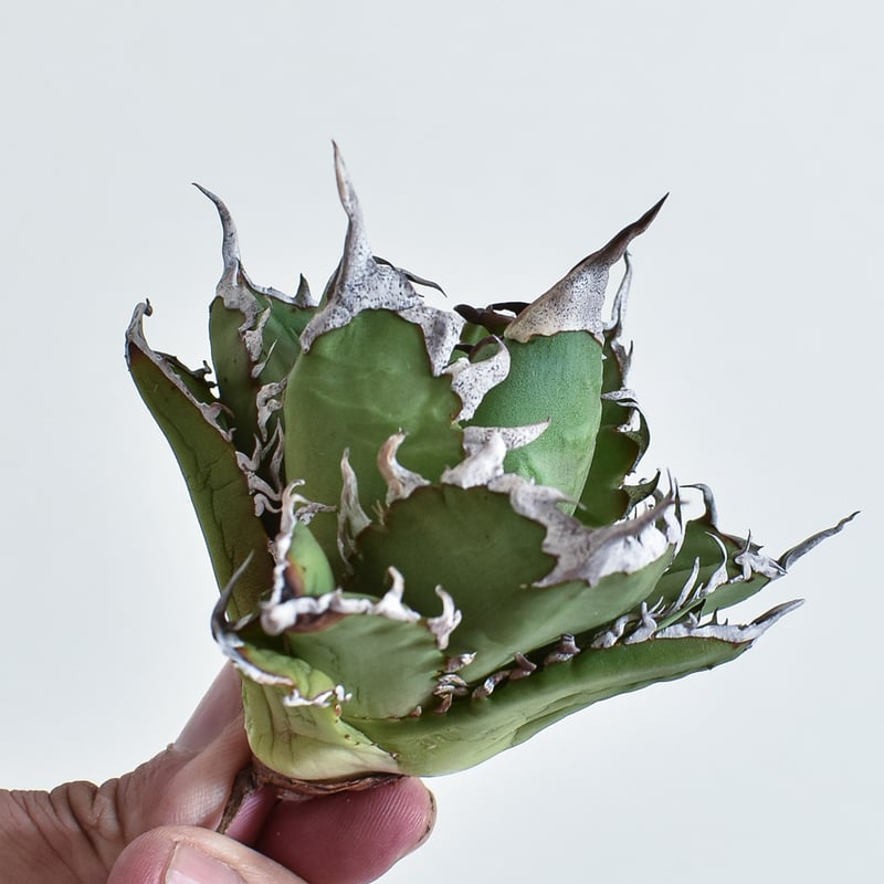 アガベ チタノタ チーター 