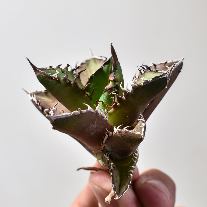 アガベ　チタノタ　精品紅猫　ベルリン　　レッドキャットウィーズル アガベ チタノタ レッドキャットウィーズル / Berlin産 赤猫 RC-12