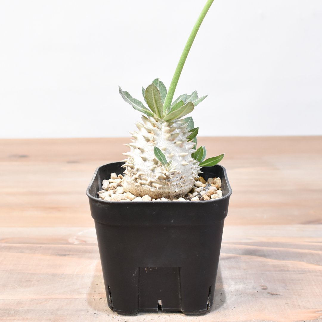 【鉢付き】恵比寿大黒　パキポディウムデンシカウレ fit=scale-down,w=1200