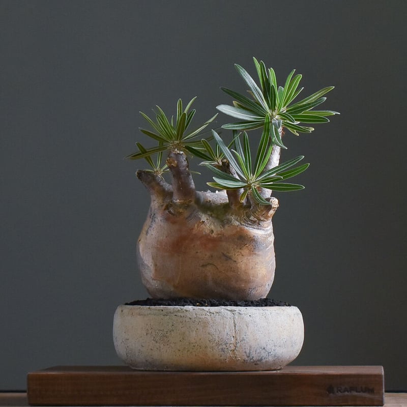 パキポディウム グラキリス【イチ押し！パキポディウム系の