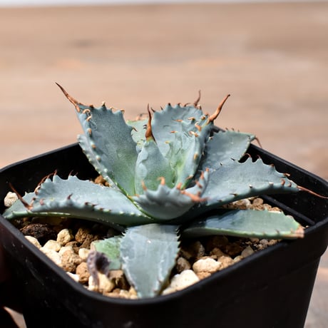 アガベ ハイブリット 日系イシスメンシス×象牙妖炎（陽炎エボリ）【台湾botanical_seeker産】RF25011363