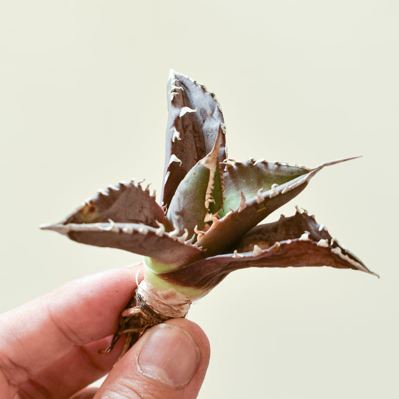 レア品種】アガベ チタノタ WANDA / 汪達【台湾 dragon agave産/抜き苗/