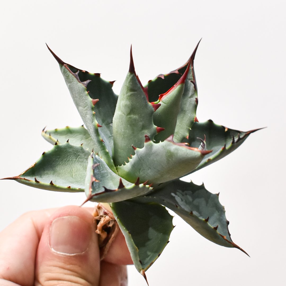 アガベ ハイブリット 曙光 ×（パラサナ、イシスメンシス）【台湾