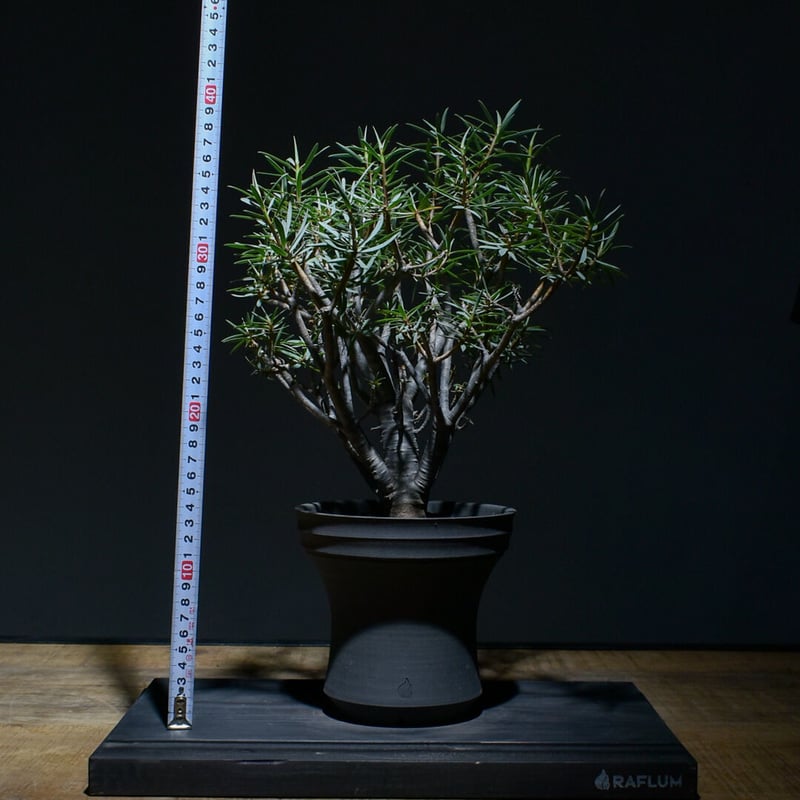 ユーフォルビア・バルサミフェラ 大株（発根済み）RF230009 | RAFLUM