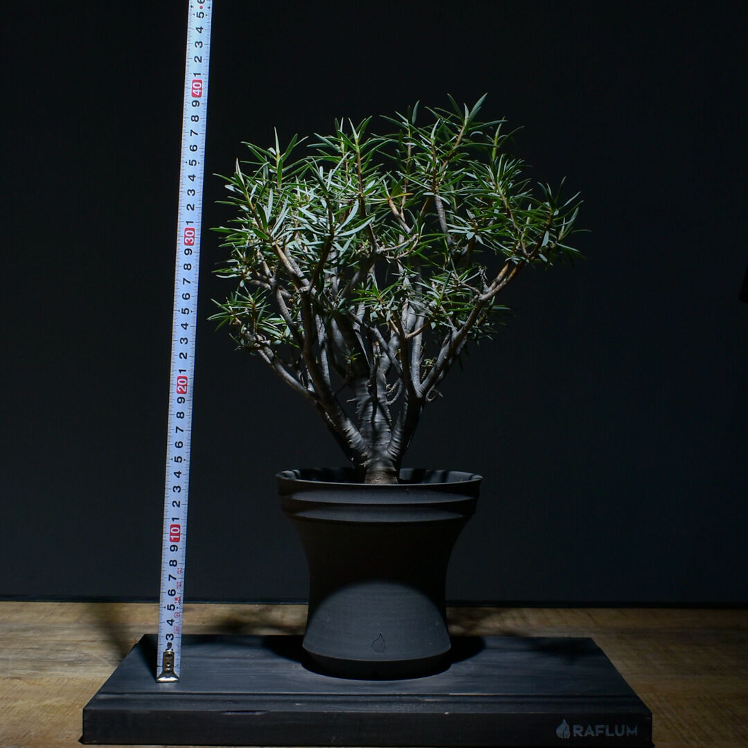 ユーフォルビア　バルサミフェラ　現地球　発根済み ユーフォルビア バルサミフェラ 現地球 発根済み - メルカリ