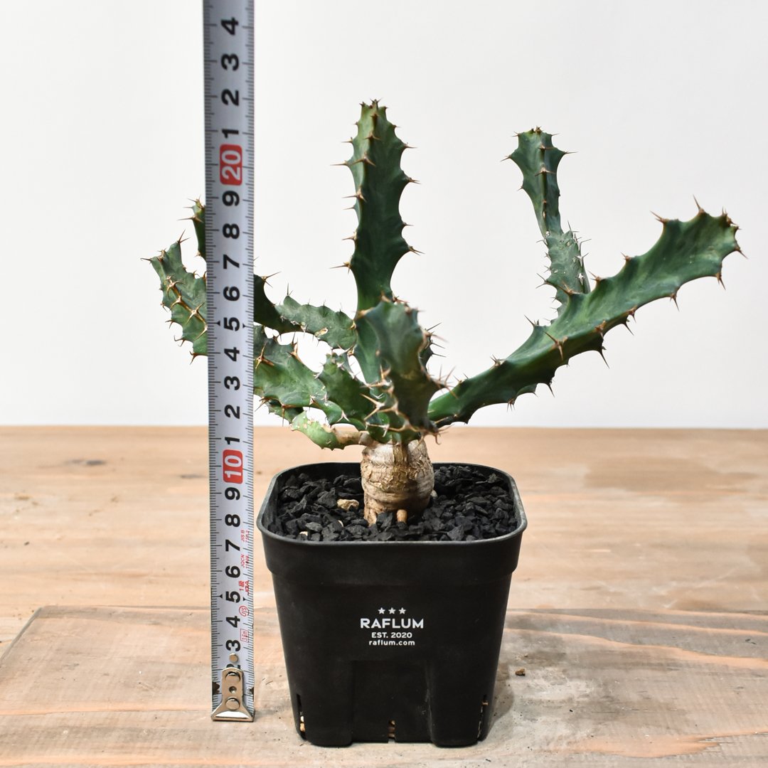 ユーフォルビア クラビゲラ【実生】 RFHK25011506 | RAFLUM / ラフラム