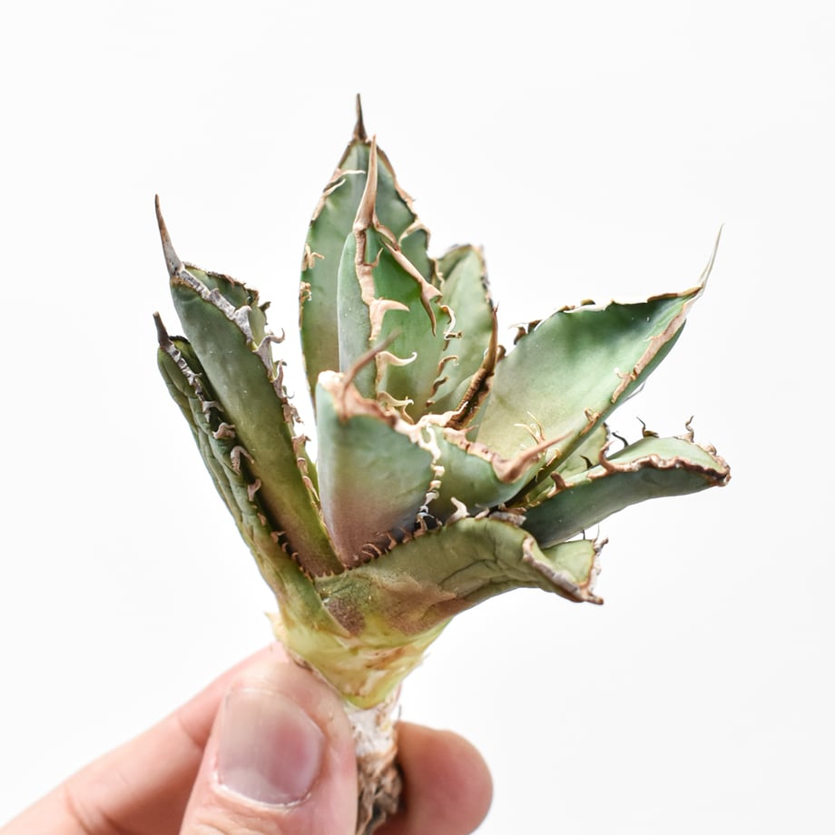 6799f165dacada01ec95ef73