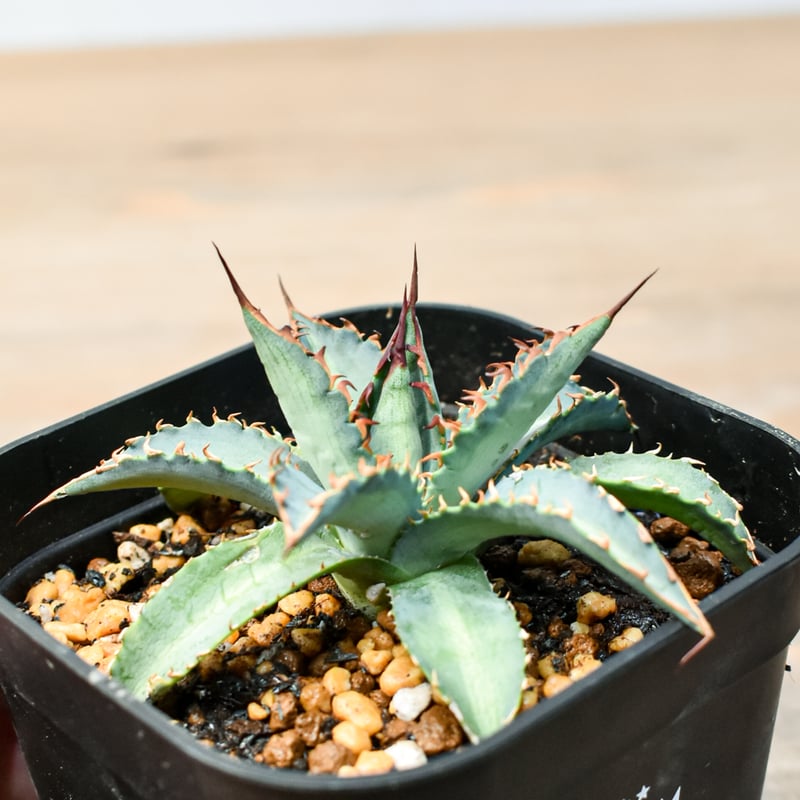 アガベ ハイブリット 