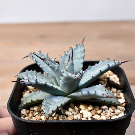 アガベ ハイブリット 日系イシスメンシス×象牙妖炎（陽炎エボリ）【台湾botanical_seeker産】RF25011399