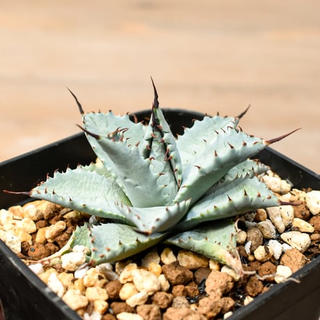 アガベ ハイブリット 日系イシスメンシス×象牙妖炎（陽炎エボリ）【台湾botanical_seeker産】RF25011389