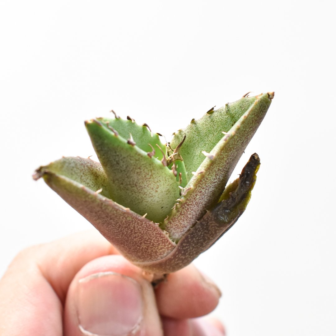 アガベ チタノタ 