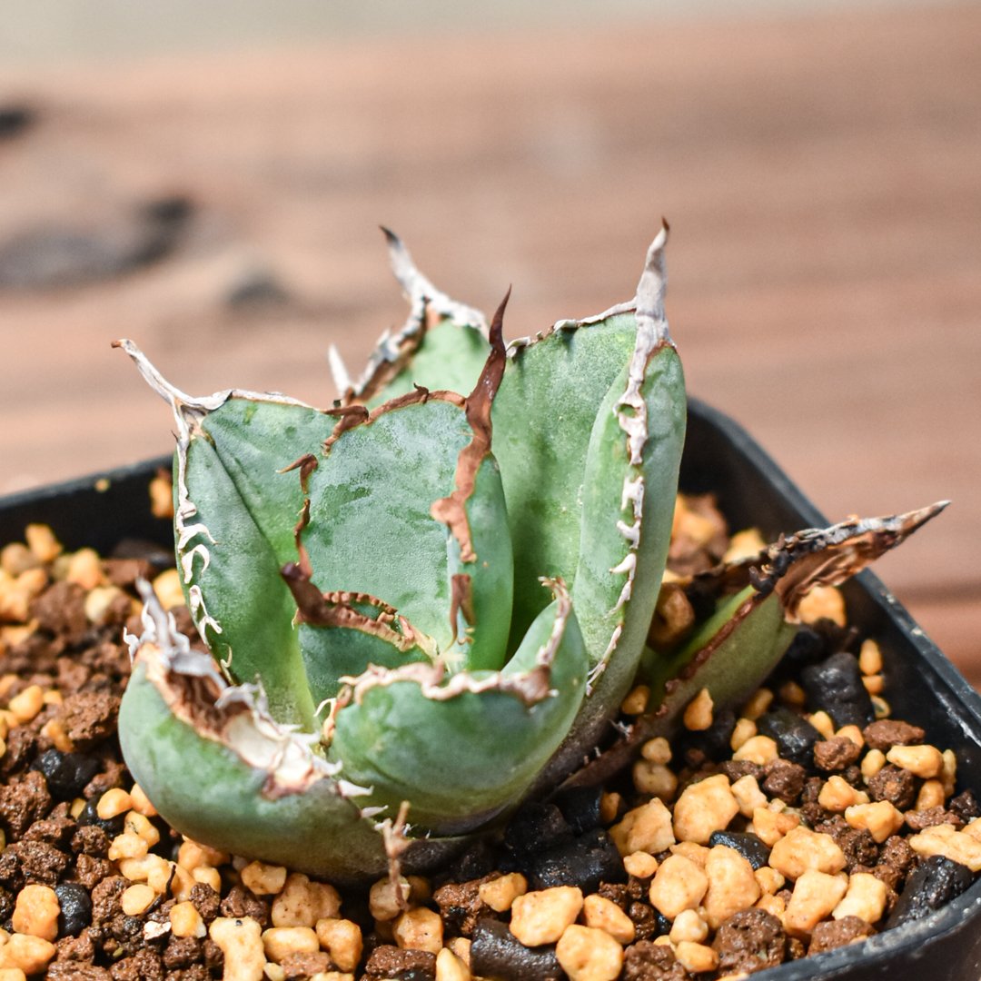 アガベチタノタ　FO-76 大株　子株4つ付き アガベ チタノタ 